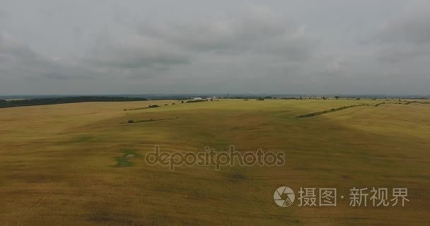 鸟瞰麦田一片美丽的天空视频