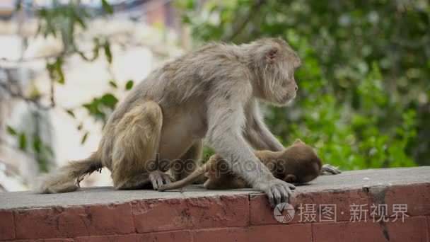 雌猴与幼崽