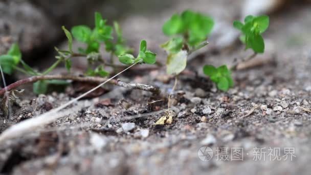 天然野生动物中的蚂蚁昆虫视频