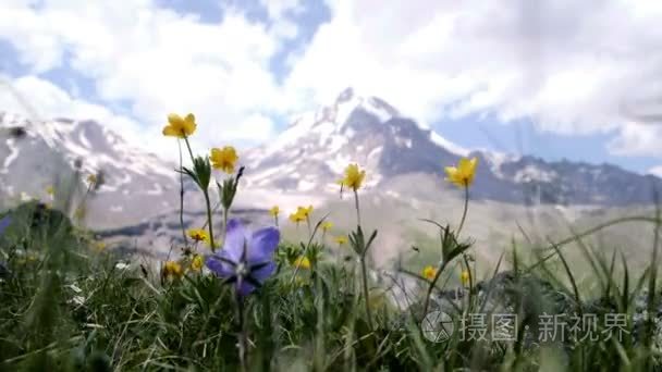 山峰背景下的山花的特写视频