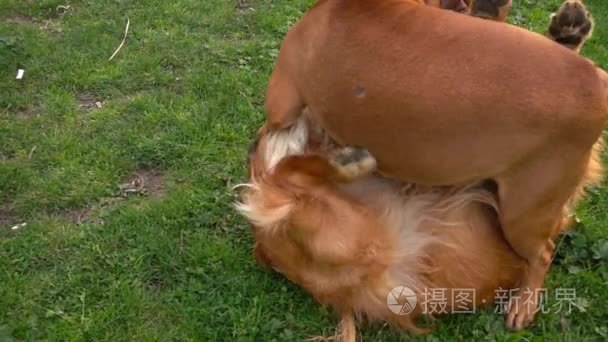 宠物动物狗在公园里玩草视频