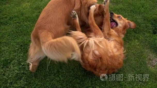 宠物动物狗在公园里玩草视频
