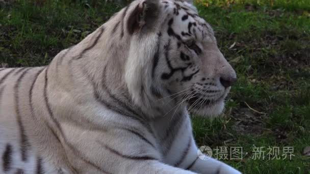 无人驾驶飞机在耶路撒冷圣殿山阿克萨清真寺上空射击以色列犹太穆斯林视频