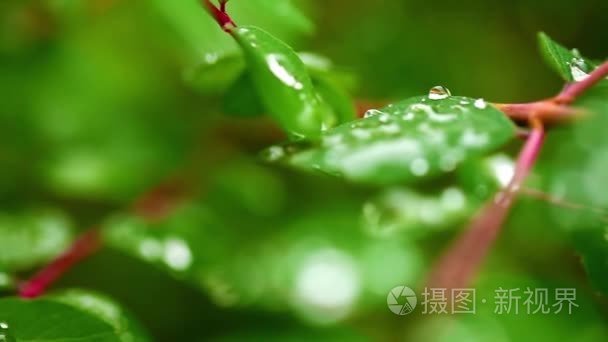 天然绿叶植物上的水雨滴