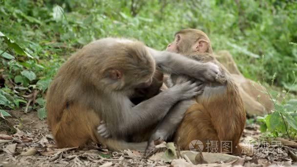 热带雨林野生动物视频素材