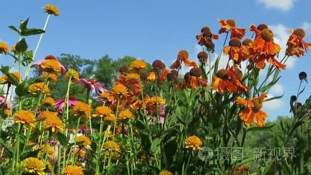 花坛橙黄色 sneezeweed (Helenium)  多年生草本