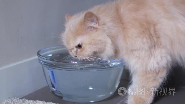 波斯猫在地板上饮水的运动