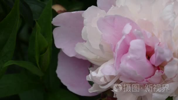 粉色牡丹花紧靠花坛。高清视频素材静态相机