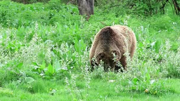 孤独的棕色熊吃草