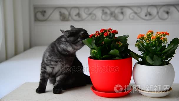 灰色小猫嗅到盆栽花视频