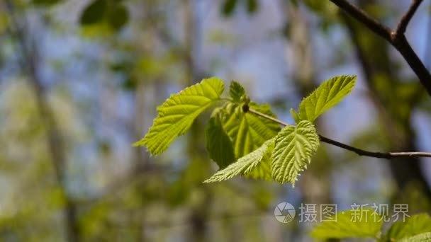 早午餐的榛树的森林宏视频