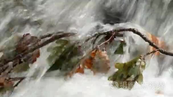 在森林中与橡木树分支在水中流视频