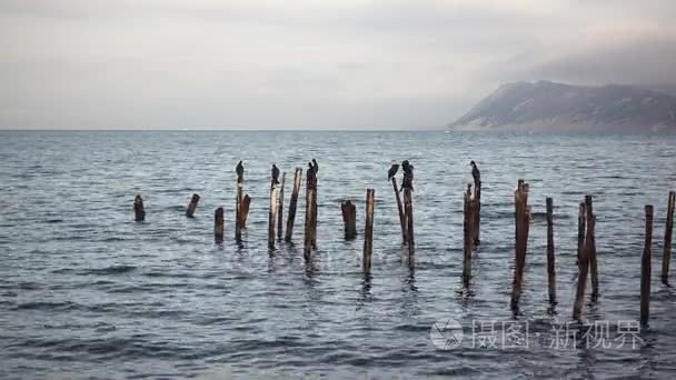 鸬鹚坐在海底的管子上视频