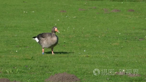 灰鹅在公园里吃草视频