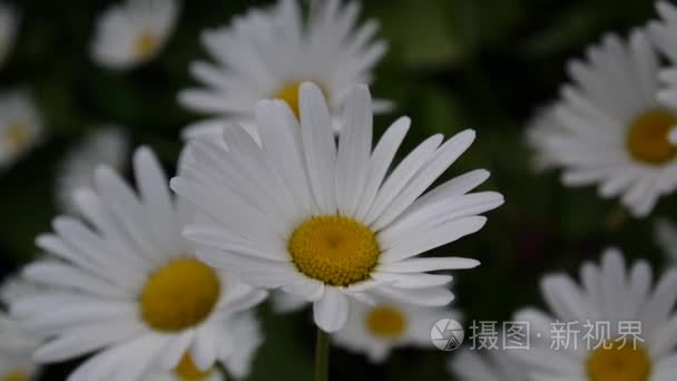 雏菊花坛视频画面上封闭的花视频