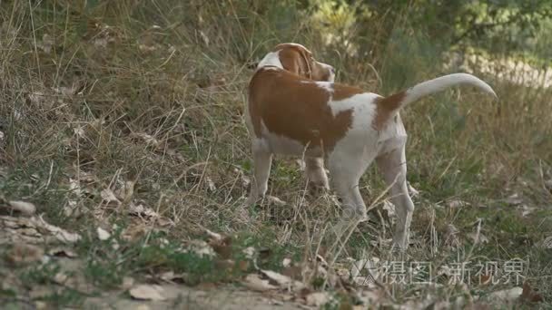 犬性质视频