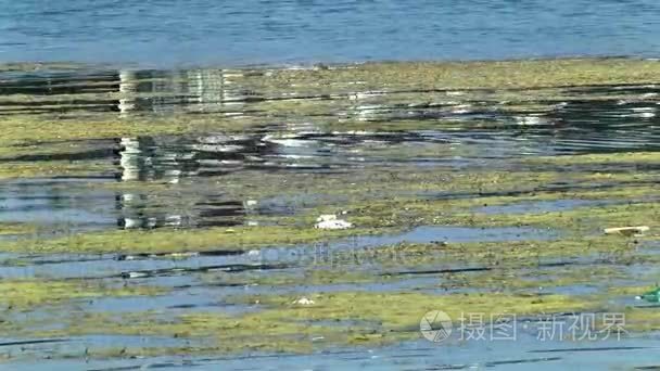 湖泊和大量的垃圾视频