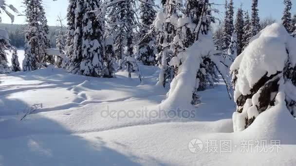 阳光明媚的白雪覆盖的森林视频