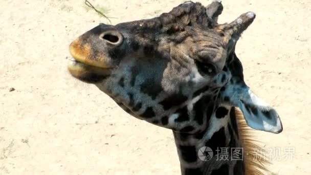 动物园里的非洲动物长颈鹿视频