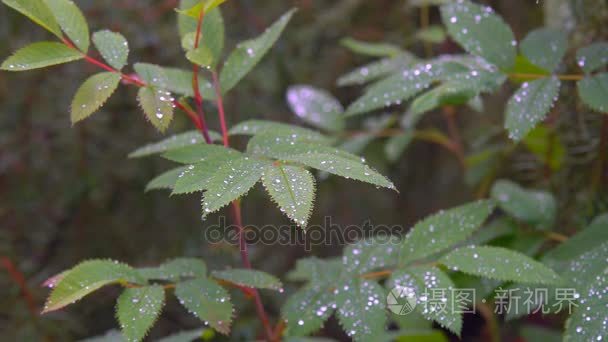 雨点落在树叶上视频