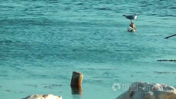 鸟动物海鸥在海视频