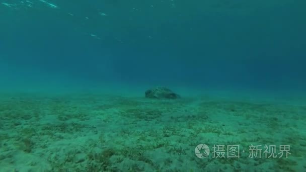 年轻的雌性绿海龟 海龟海龟 在沙地上吃海草, 红海, 马萨阿拉姆阿拉姆, Abu Dabab, 埃及视频