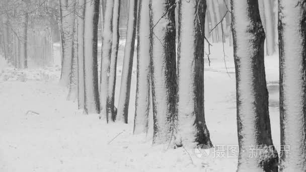 冬天的雪在森林里  柔软的下雪的圣诞早晨