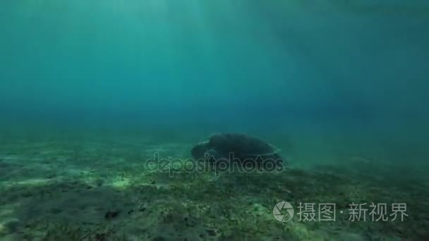 绿海龟 海龟海龟 吃沙底的海草, 红海, 马萨阿拉姆阿拉姆, 阿布 Dabab, 埃及视频