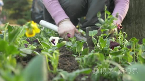 花园和公园经济系的雇员在一座城市花坛上种了花的幼苗。4k慢动作