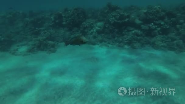 老黑糊糊的鹦 (Scarus 尼日尔) 漂浮在浅水区  红海  马萨阿拉姆阿拉姆  Abu Dabab  埃及的沙地底部