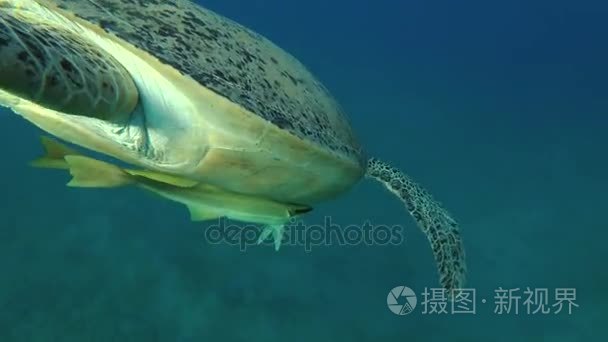 leucism-大雄性绿海龟 (海龟海龟) 与鱼鱼 (echeneis naucrates) 和金