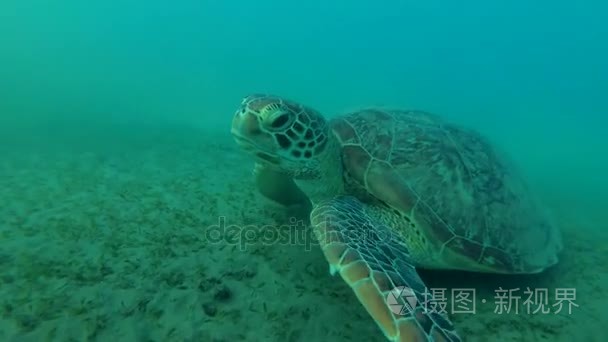 绿海龟 海龟海龟 在沙地上吃海草, 红海, 马萨阿拉姆阿拉姆, 阿布 Dabab, 埃及视频