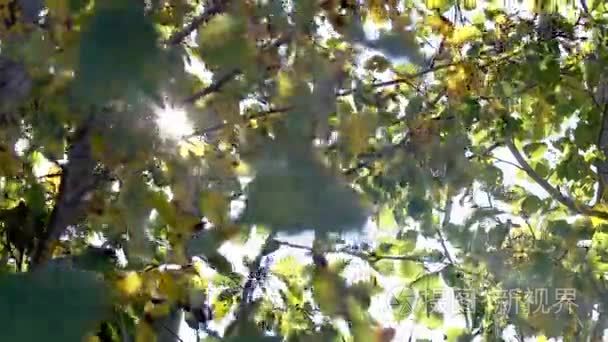 阳光穿过树林视频