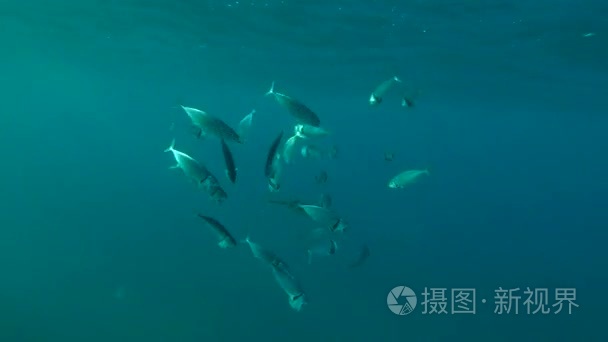 在地表水, 红海, 马萨阿拉姆, Dabab, 埃及的鲭鱼学校喂养浮游生物视频