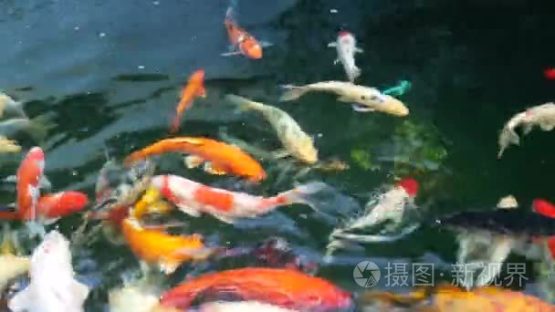 七彩锦鲤游鱼视频