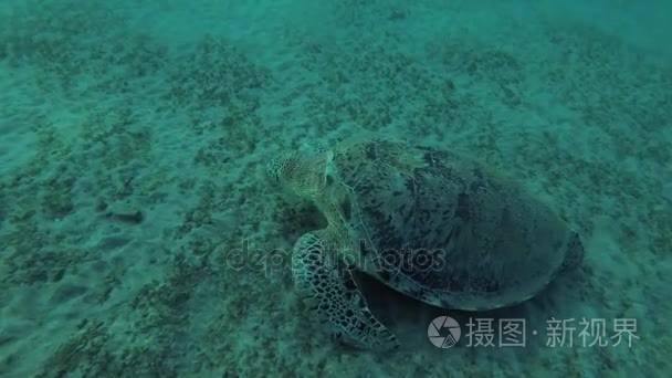 绿海龟 海龟海龟 在沙地上吃海草, 红海, 马萨阿拉姆阿拉姆, 阿布 Dabab, 埃及视频