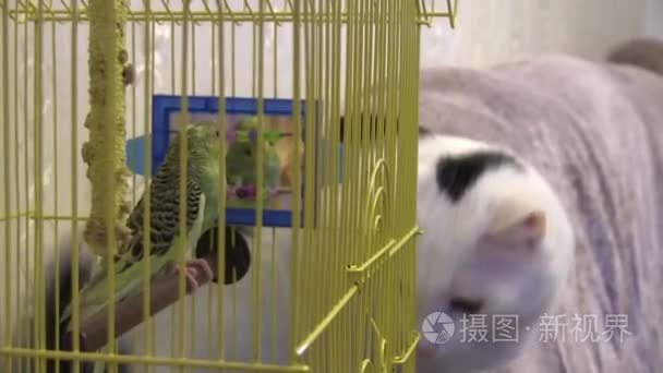 猫猎鹦鹉视频