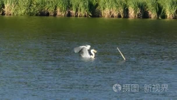 鸟喙飞过湖的苍鹭视频