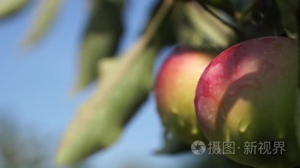 美丽和成熟的苹果。在花园里的苹果树