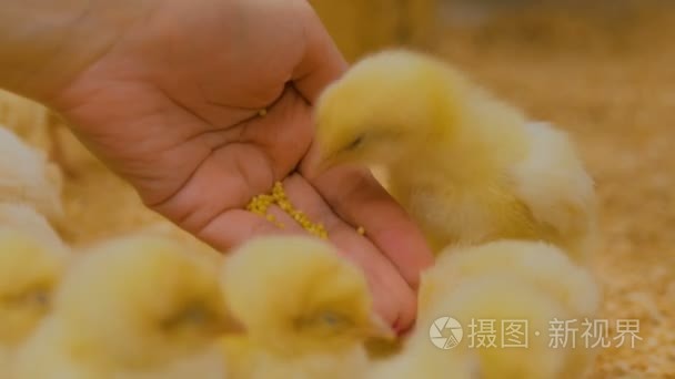 女人对接触动物园喂养新生儿鸡视频