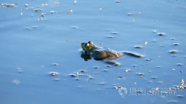 青蛙在池塘表面呼吸时乞求脸颊视频