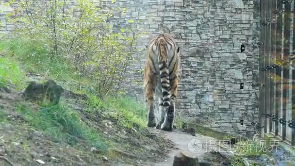 老虎在动物园的围墙里散步