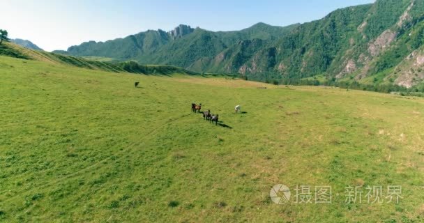 在草地上的野马羊群飞行。春山野自然。自由生态学概念