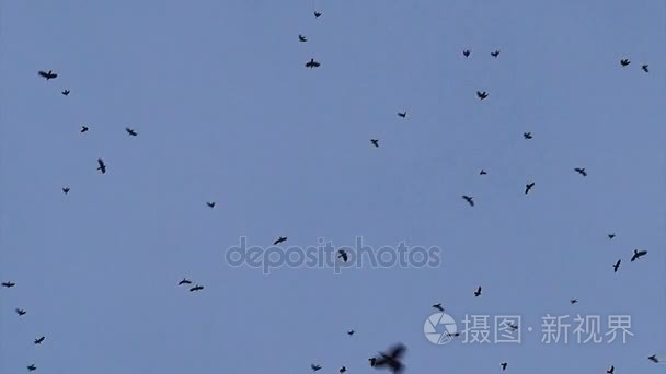许多乌鸦在旋转  在天空飞翔