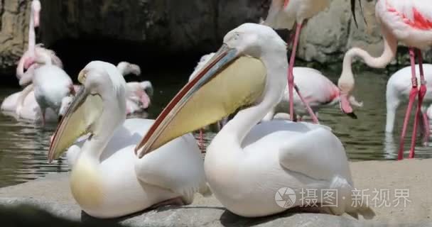 在池塘边休息的鹈鹕视频