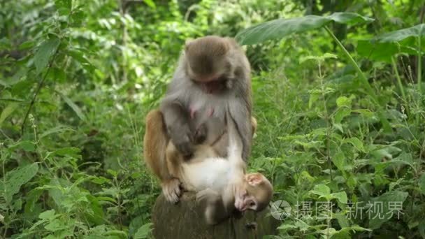 丛林中有一只幼崽的猴女