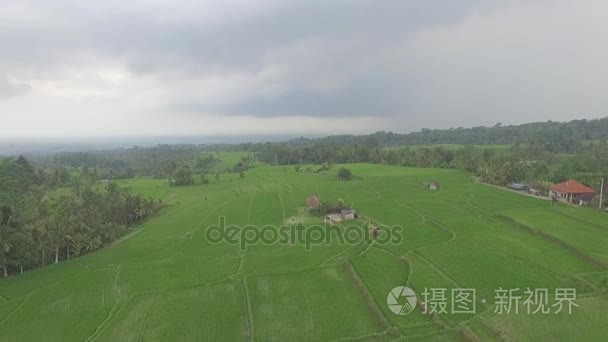 印尼巴厘岛的稻田拍摄视频