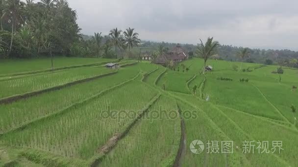 印尼巴厘岛的稻田拍摄视频