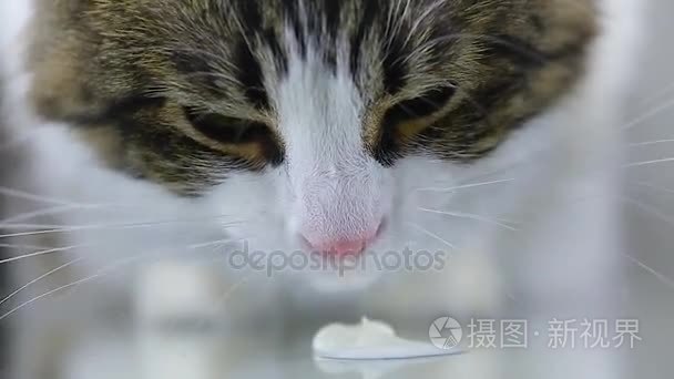猫特写吃和喝舌头白酸奶和牛奶视频