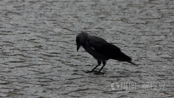 黑乌鸦在雨中漫步慢动作视频